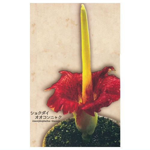 Strange Plants of the World [1.Titan arum]