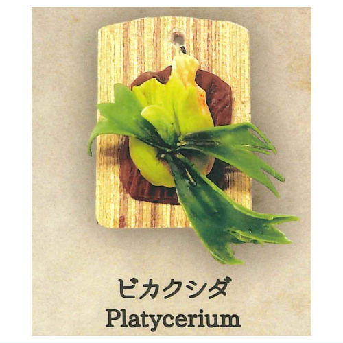 Strange Plants of the World [2.Platycerium]