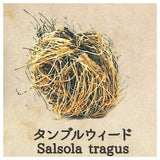 Strange Plants of the World [3.Tumbleweed]