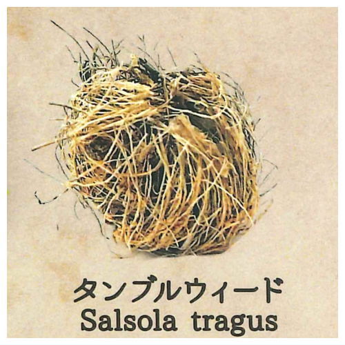 Strange Plants of the World [3.Tumbleweed]