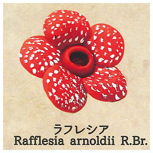 Strange Plants of the World [4.Rafflesia]