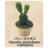 Strange Plants of the World [5.Bunny Cactus]