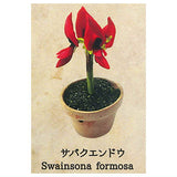 Strange Plants of the World [6.Desert Pea]