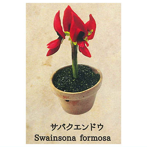 Strange Plants of the World [6.Desert Pea]