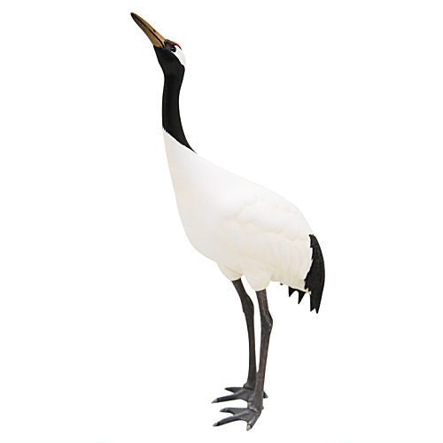 Nature of Japan Japanese Creatures 01 [5.Japanese crane]