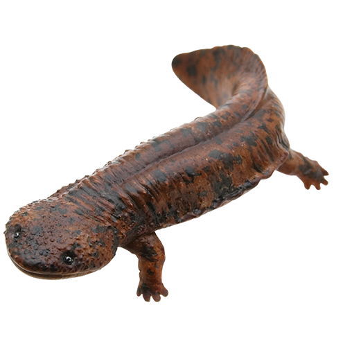 Nature of Japan Japanese Creatures 01 [7.Japanese giant salamander]