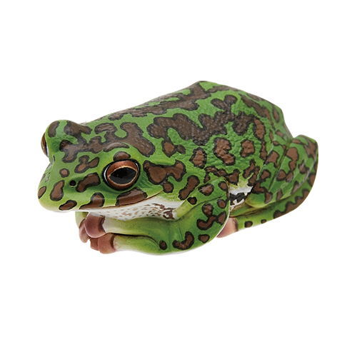 Nature of Japan Japanese Creatures 01 [8.Forest Green Tree Frog]