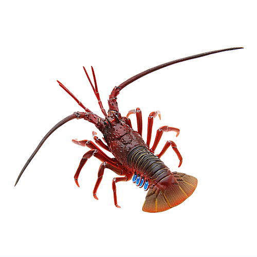 Nature of Japan Japanese Creatures 01 [9.Japanese spiny lobster]