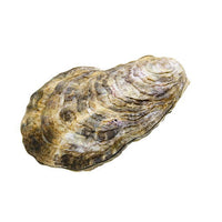 Nature of Japan Japanese Creatures 01 [10.Pacific oyster]