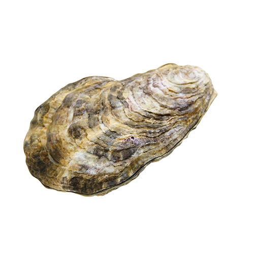 Nature of Japan Japanese Creatures 01 [10.Pacific oyster]