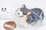 Animal Attraction Corgi sanpo [4.Sanpokarakaeritakunai Corgi (Black Tan)]