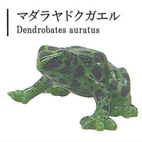 The World of Poison Dart Frogs Vol. 1 [2.Spotted poison dart frog]