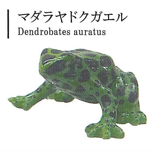 The World of Poison Dart Frogs Vol. 1 [2.Spotted poison dart frog]