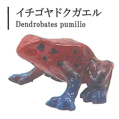 The World of Poison Dart Frogs Vol. 1 [3.Strawberry poison dart frog]