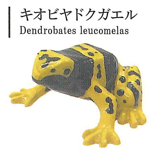 The World of Poison Dart Frogs Vol. 1 [4.Yellow-striped poison dart frog]