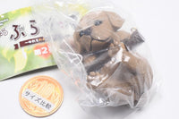 Buraburari-zu yureru wankotachi Part.2 [2.Labrador (brown)]