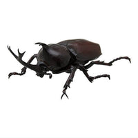 Nature of Japan Japanese Creatures 02 [3.Rhinoceros beetle]