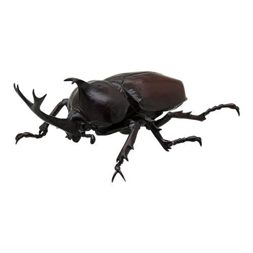 Nature of Japan Japanese Creatures 02 [3.Rhinoceros beetle]