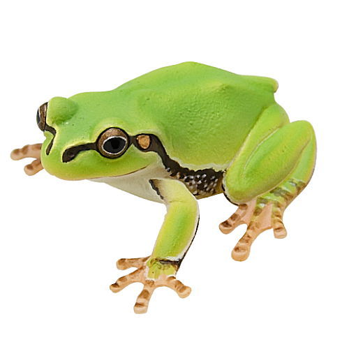 Nature of Japan Japanese Creatures 02 [4.Japanese tree frog]