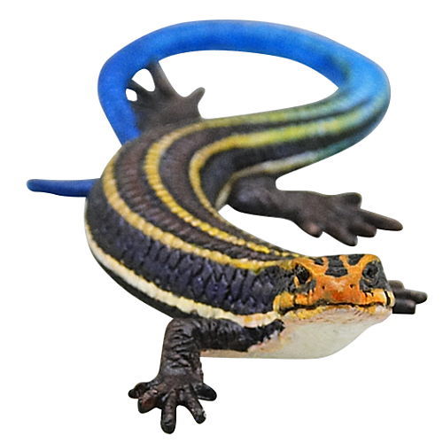 Nature of Japan Japanese Creatures 02 [5.Japanese grass lizard]