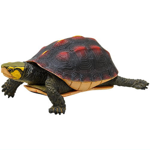 Nature of Japan Japanese Creatures 02 [6.Yaeyama red-margined box turtle]