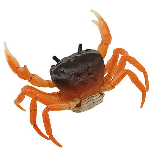 Nature of Japan Japanese Creatures 02 [7.Japanese freshwater crab]