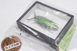 Science Technicolour German Box Magnet Collection Part.4 [1.Yamato jewel beetle]