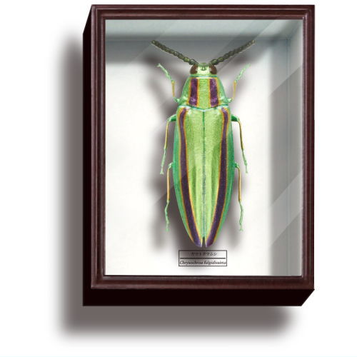 Science Technicolour German Box Magnet Collection Part.4 [1.Yamato jewel beetle]