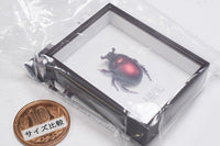 Science Technicolour German Box Magnet Collection Part.4 [4.Geotrupes auratus (red)]