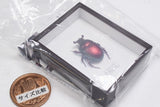 Science Technicolour German Box Magnet Collection Part.4 [4.Geotrupes auratus (red)]