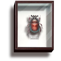 Science Technicolour German Box Magnet Collection Part.4 [4.Geotrupes auratus (red)]
