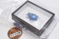 Science Technicolour German Box Magnet Collection Part.4 [5.Geotrupes auratus (blue)]