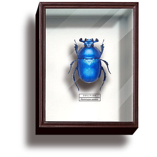Science Technicolour German Box Magnet Collection Part.4 [5.Geotrupes auratus (blue)]