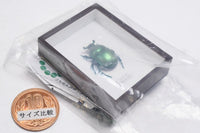 Science Technicolour German Box Magnet Collection Part.4 [6.Geotrupes auratus (green)]