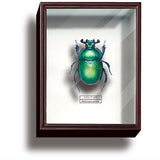 Science Technicolour German Box Magnet Collection Part.4 [6.Geotrupes auratus (green)]