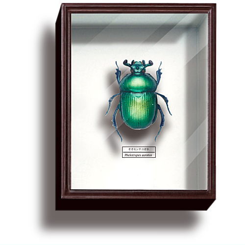 Science Technicolour German Box Magnet Collection Part.4 [6.Geotrupes auratus (green)]