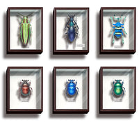 Science Technicolour German Box Magnet Collection Part.4 [All 6 type set(Full Complete)]