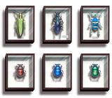Science Technicolour German Box Magnet Collection Part.4 [All 6 type set(Full Complete)]