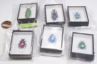 Science Technicolour German Box Magnet Collection Part.4 [All 6 type set(Full Complete)]