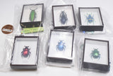 Science Technicolour German Box Magnet Collection Part.4 [All 6 type set(Full Complete)]