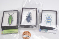 Science Technicolour German Box Magnet Collection Part.4 [Assorted 3 type set (1.Yamato jewel beetle/2.Ooruriosamushi/3.Eupholus schoenherri)]