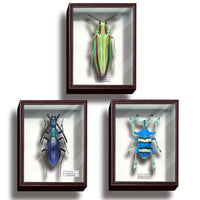 Science Technicolour German Box Magnet Collection Part.4 [Assorted 3 type set (1.Yamato jewel beetle/2.Ooruriosamushi/3.Eupholus schoenherri)]