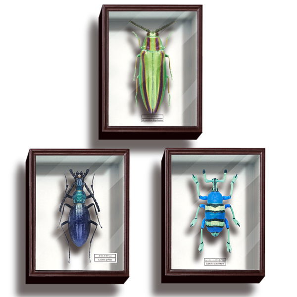 Science Technicolour German Box Magnet Collection Part.4 [Assorted 3 type set (1.Yamato jewel beetle/2.Ooruriosamushi/3.Eupholus schoenherri)]