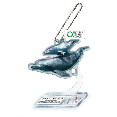 Nature Techni Colour World Natural Heritage Ogasawara Acrylic Mascot [1.Indian Ocean Bottlenose Dolphin]