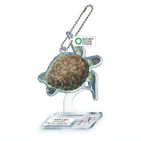 Nature Techni Colour World Natural Heritage Ogasawara Acrylic Mascot [2.Green Sea Turtle]