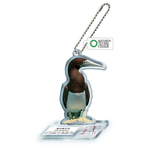 Nature Techni Colour World Natural Heritage Ogasawara Acrylic Mascot [6.Brown booby]
