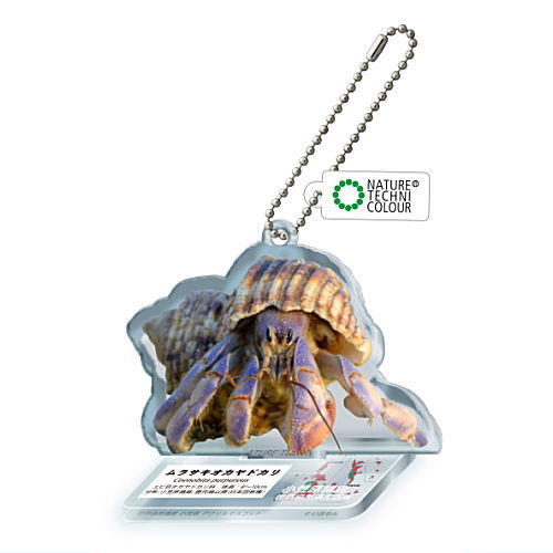 Nature Techni Colour World Natural Heritage Ogasawara Acrylic Mascot [7.Purple Terrestrial Hermit Crab]