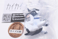 Gray meron Kaikai [1.French Bulldog]