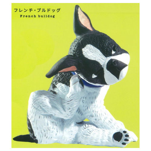 Gray meron Kaikai [1.French Bulldog]