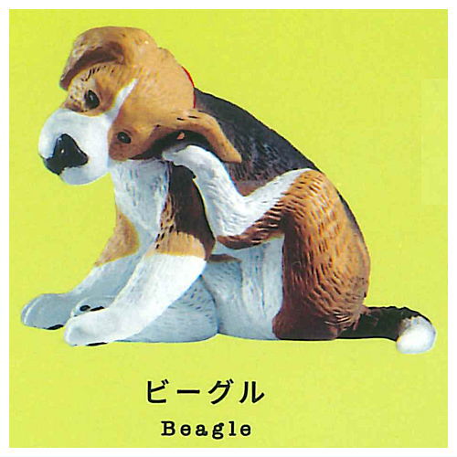 Gray meron Kaikai [2.Beagle]